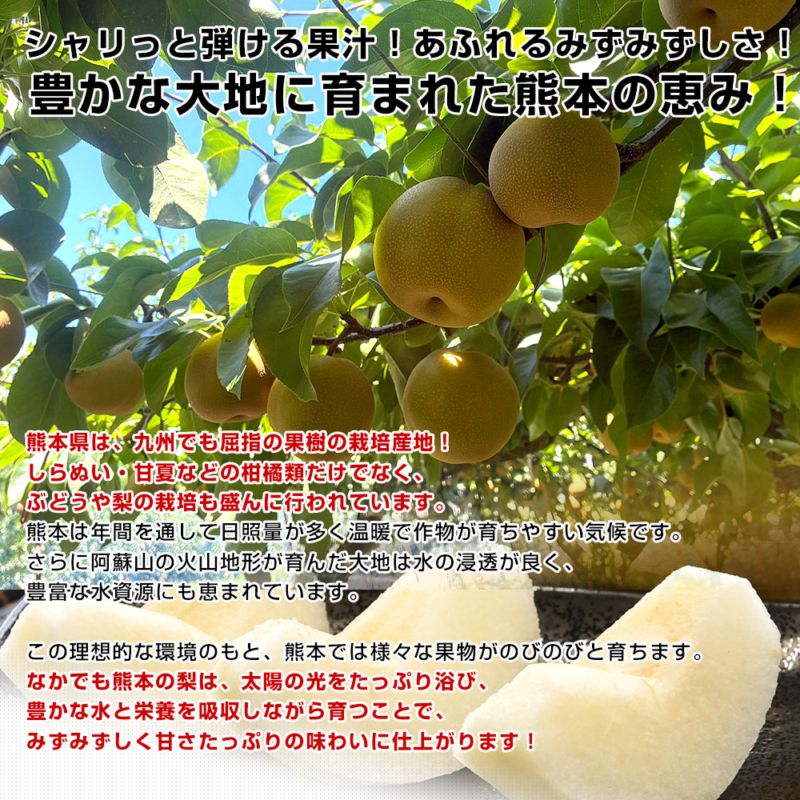 熊本県産 豊水梨 秀品 たっぷり5キロ 九州から産地直送 熊本県 大玉梨 厳選農家のこだわり梨 約5キロ (10玉