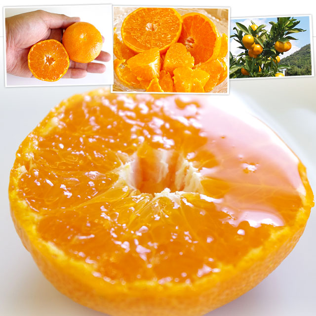 愛媛県より産地直送 JAにしうわ 西宇和温州みかん 極旨小玉 3