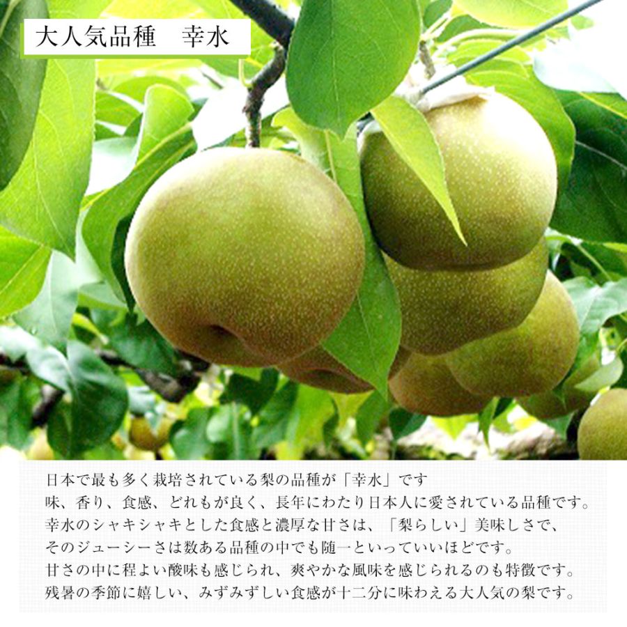 栃木県より産地直送 JAうつのみやの梨 大玉限定 幸水梨4Lサイズ