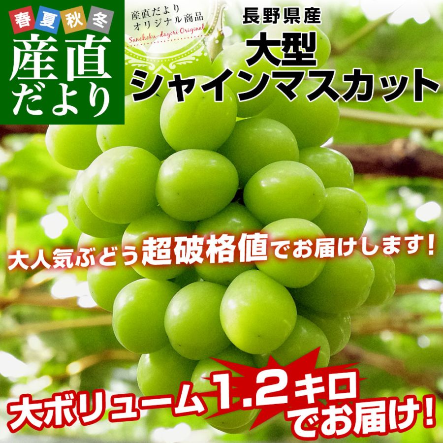 長野県産 大房シャインマスカット 秀品 1.2キロ（大房2房）送料無料