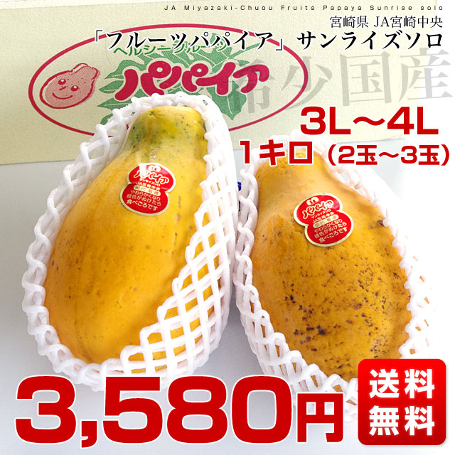 パパイヤ 楽天市場】【送料無料】パパイヤの苗 美らタイ 果樹の苗木 18cm 1個