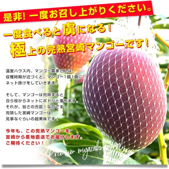 宮崎県より産地直送 JAみやざき 宮崎中央地区本部 宮崎完熟マンゴー 2L