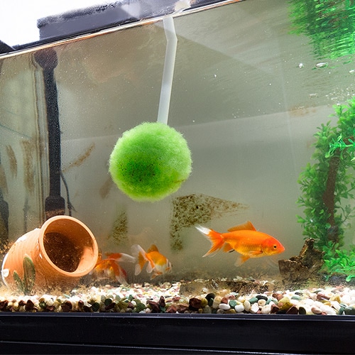 びっくり水槽クリーナー(BH-37) | ペットグッズ | サンコーオンライン