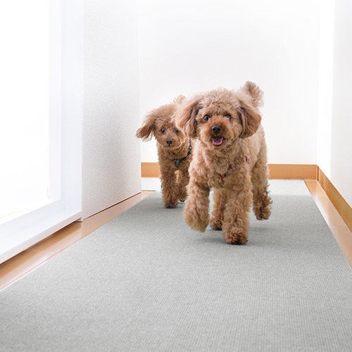 ��������������󥰥ޥå�60��800cm