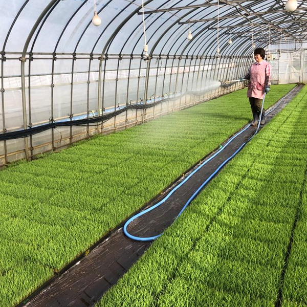 きらほ 無洗米 2kg -特別栽培米-