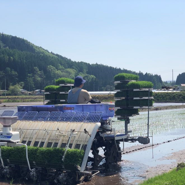 きらほ 無洗米 2kg -特別栽培米-