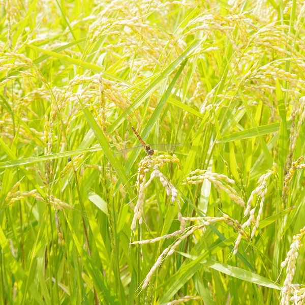 きらほ 無洗米 2kg -特別栽培米-