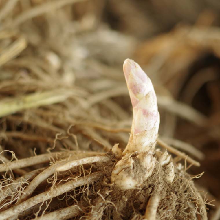 12 10 発送 同梱不可 採れたてを食べよう ホワイトアスパラ栽培キット 栽培キット 三右エ門 冬採りホワイトアスパラ 白い果実