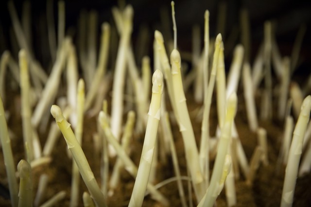 まるで果実!?ホワイトアスパラ「白い果実」 ご家庭用/500g×2袋