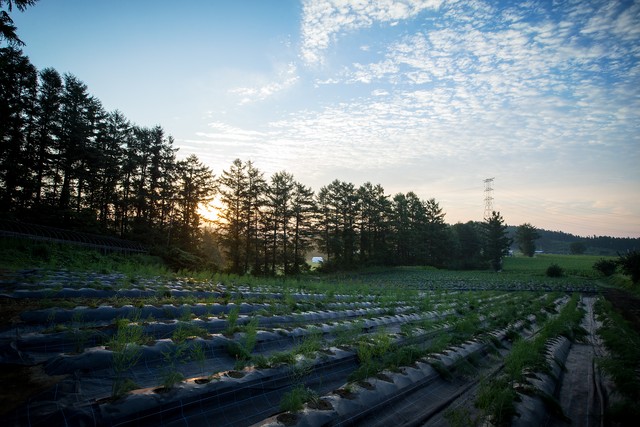 まるで果実!?ホワイトアスパラ「白い果実」 ご家庭用/500g×2袋