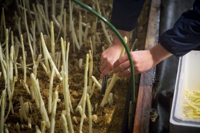 まるで果実!?ホワイトアスパラ「白い果実」 ご家庭用/500g×2袋