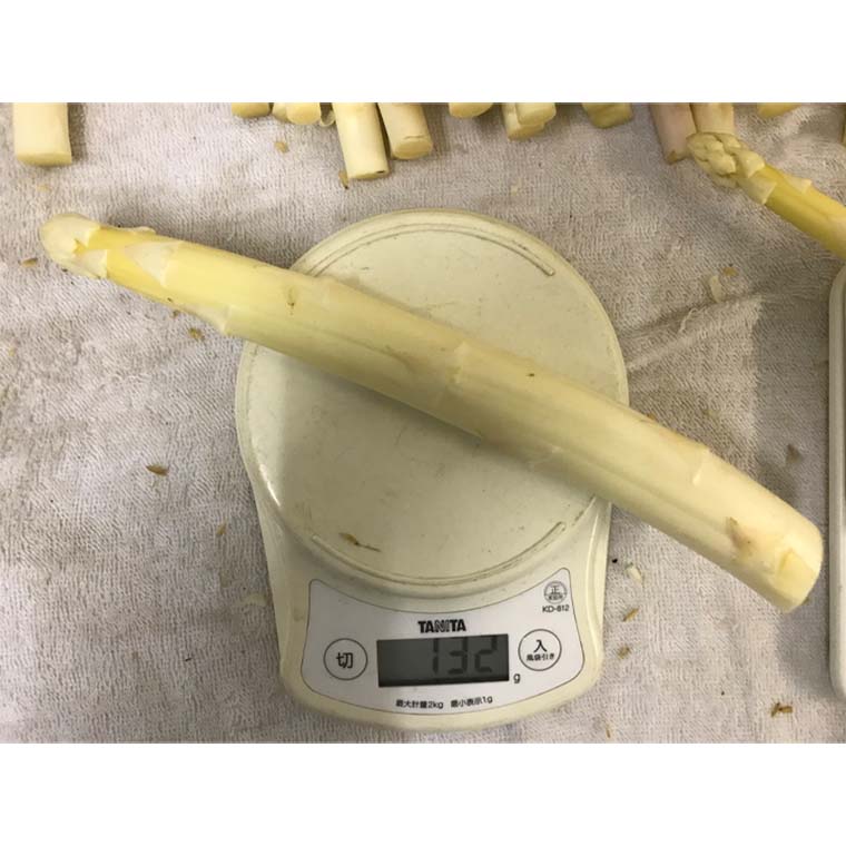 12 10 発送 同梱不可 採れたてを食べよう ホワイトアスパラ手作り栽培キット 栽培キット 三右エ門 冬採りホワイトアスパラ 白い果実