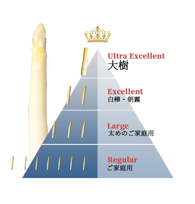 ホワイトアスパラガス白い果実　Excellent　朝霧