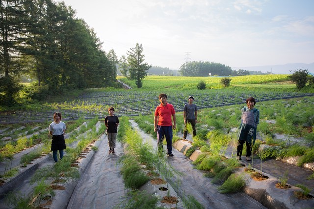 ホワイトアスパラガス白い果実　Excellent　朝霧