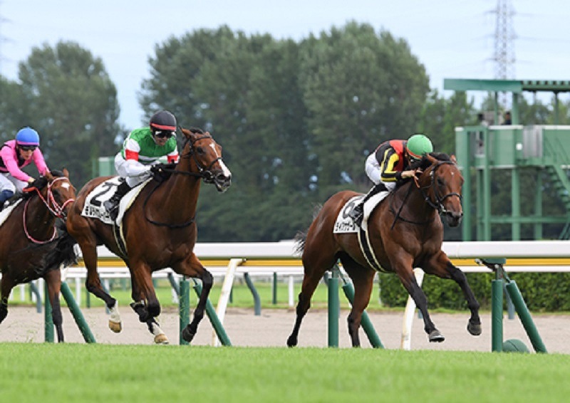 R6・メイクデビュー新潟(7/28)3Rレースパネル ディアナザール