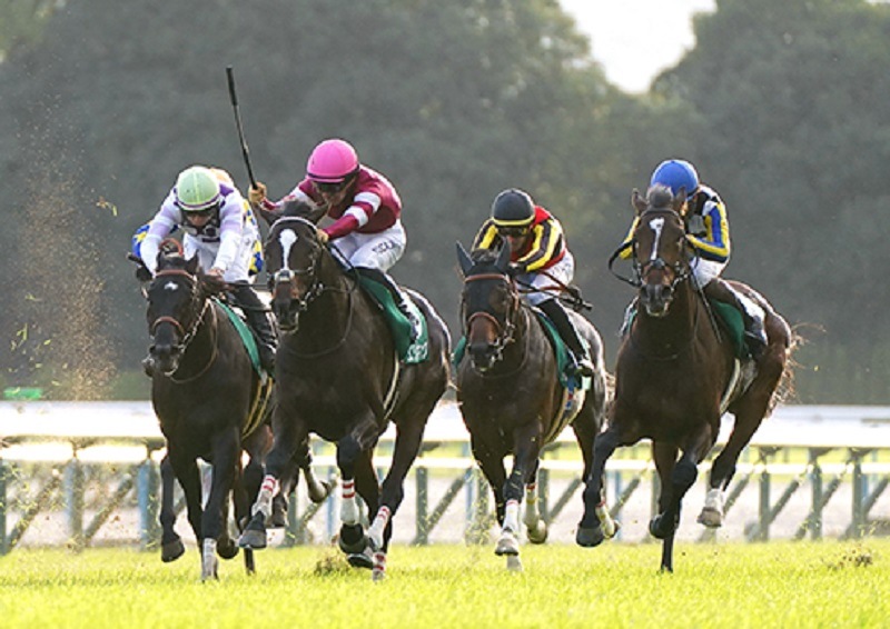 Ｒ6・京都2歳Sレースパネル　エリキング