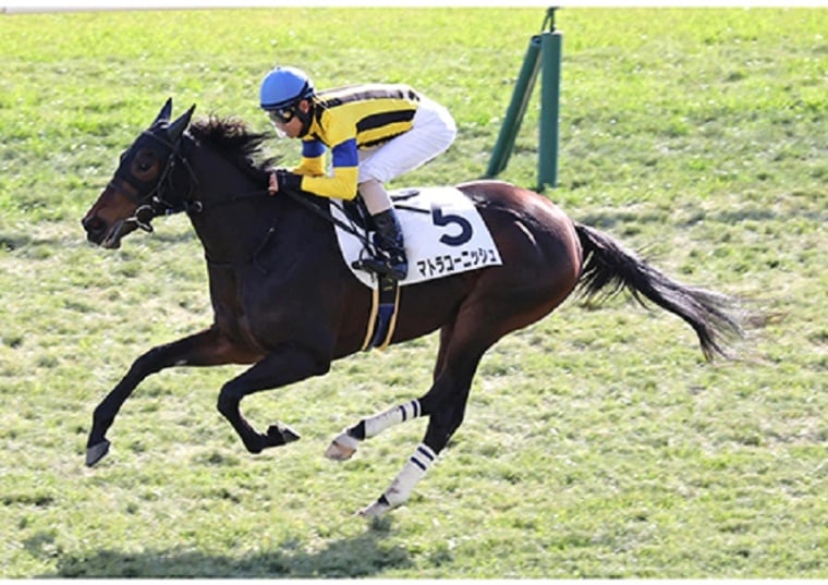 Ｒ6・メイクデビュー京都（12/22）6Rレースパネル　マトラコーニッシュ