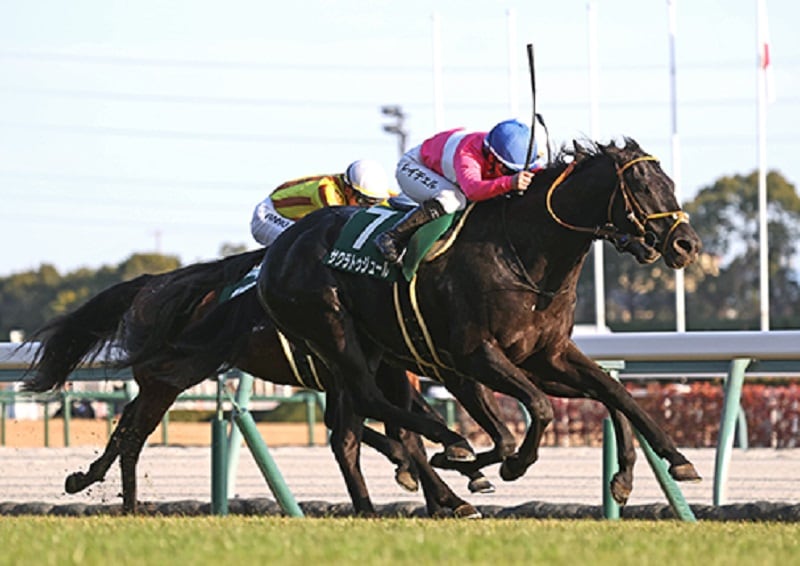 Ｒ7・京都金杯レースパネル　サクラトゥジュール