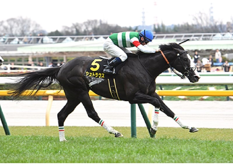 Ｒ7・白富士Sレースパネル　シュトラウス