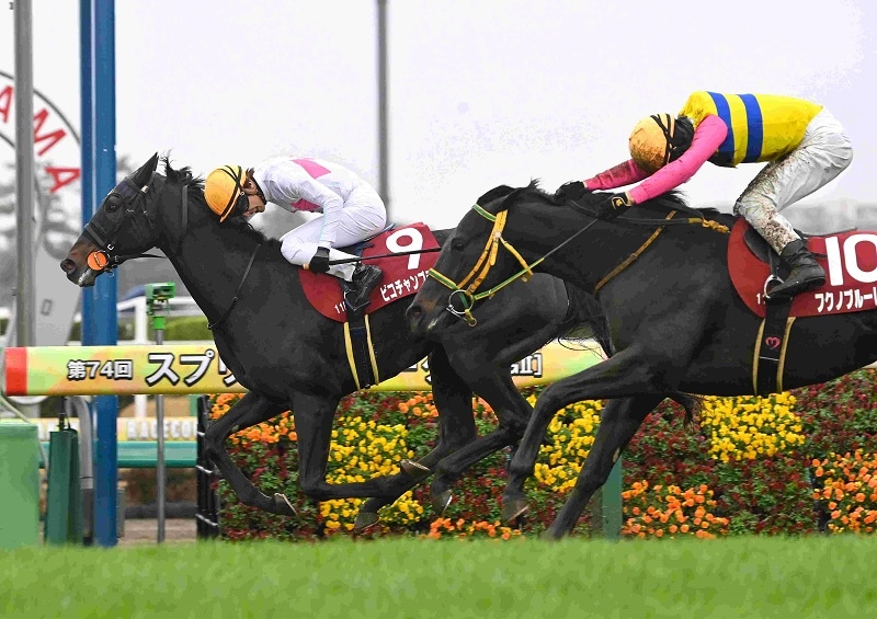 R7・スプリングSレースパネル ピコチャンブラック | サンスポe-shop