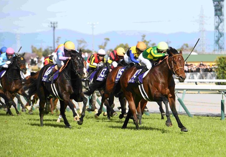 競馬パネル：トウショウボーイ「1977年 第7回高松宮杯」※カラー