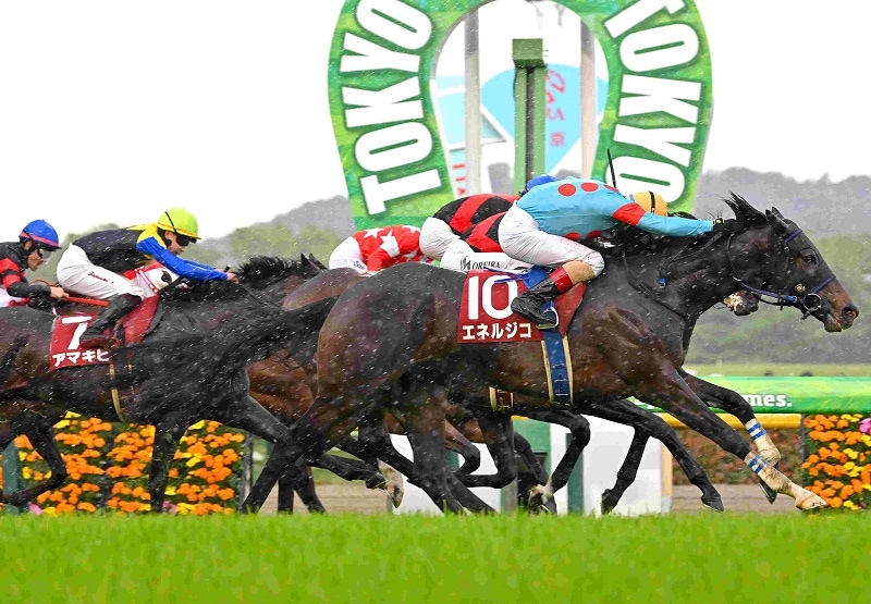 JRA競馬パネル R7・青葉賞レースパネル エネルジコ | サンスポe-shop