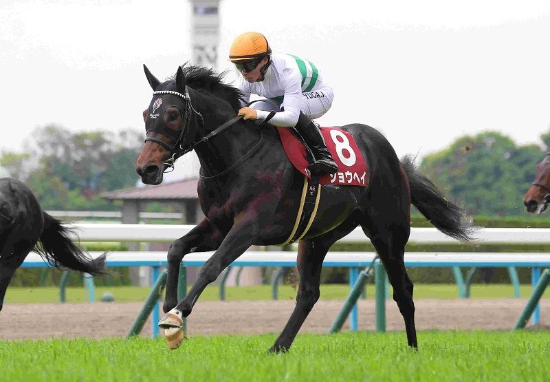 R7・京都新聞杯レースパネル ショウヘイ