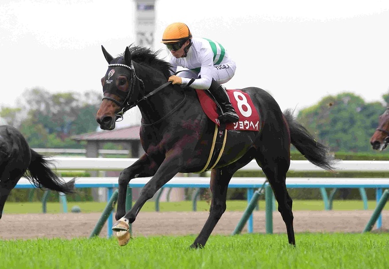R7・京都新聞杯レースパネル ショウヘイ