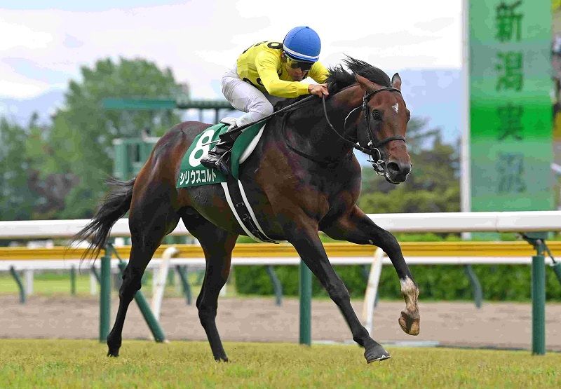 R7・新潟大賞典レースパネル シリウスコルト