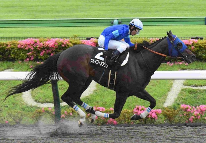 R7・アハルテケSレースパネル ウェイワードアクト