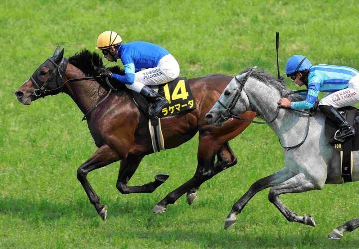 Ｒ7・安土城Sレースパネル　ラケマーダ