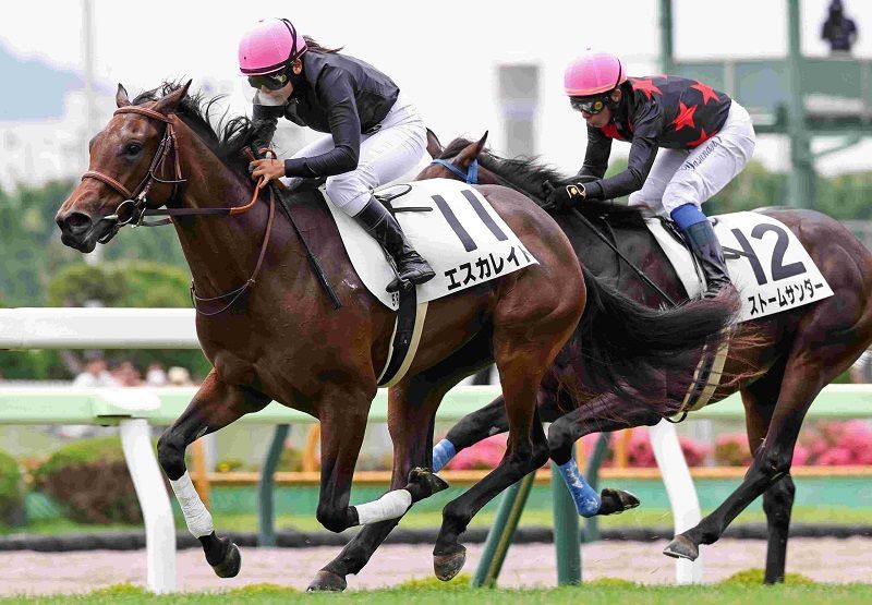R7・メイクデビュー函館(6/29)5Rレースパネル エスカレイト