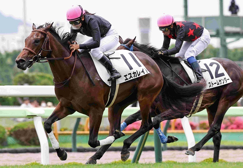 R7・メイクデビュー函館(6/29)5Rレースパネル エスカレイト