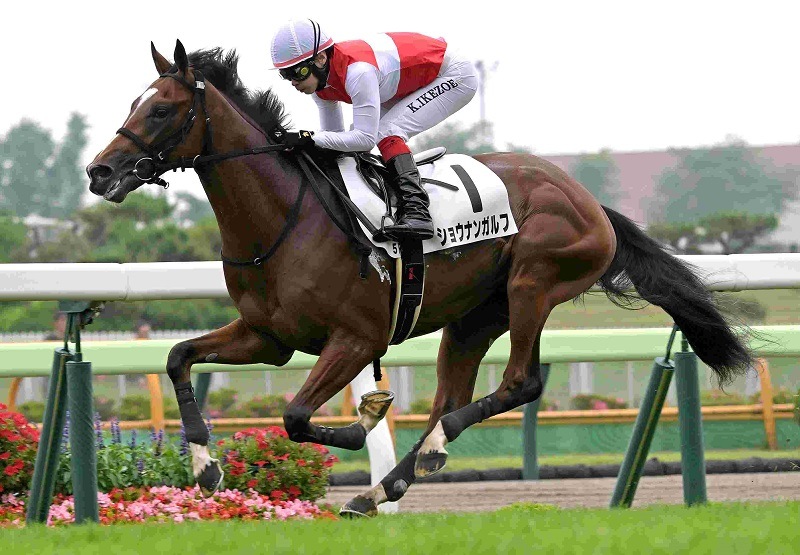 R7・メイクデビュー函館(7/6)5Rレースパネル ショウナンガルフ