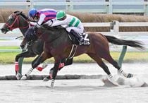 Ｒ7・阿蘇Sレースパネル　ローズスター
