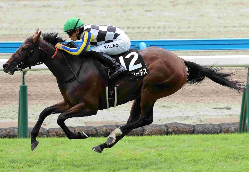 競馬　木製パネル　ナリタブライアン Amazon.co.jp: ナリタブライアン NM6 菊花賞 ナリタブライアン