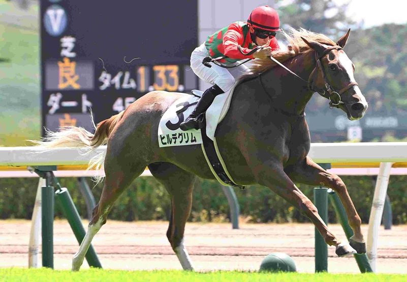 R7・メイクデビュー新潟(7/26)2Rレースパネル ヒルデグリム