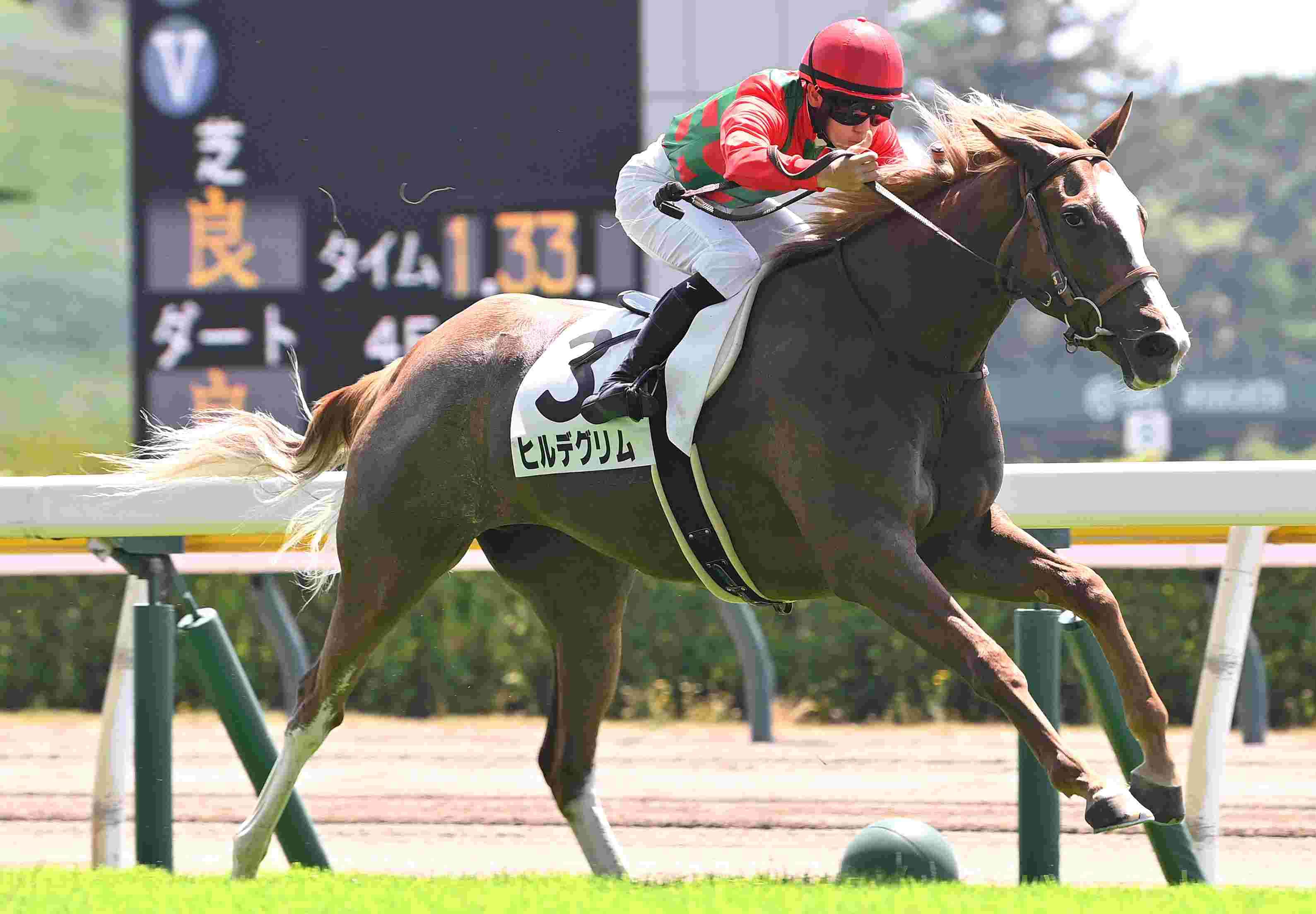 R7・メイクデビュー新潟(7/26)2Rレースパネル ヒルデグリム