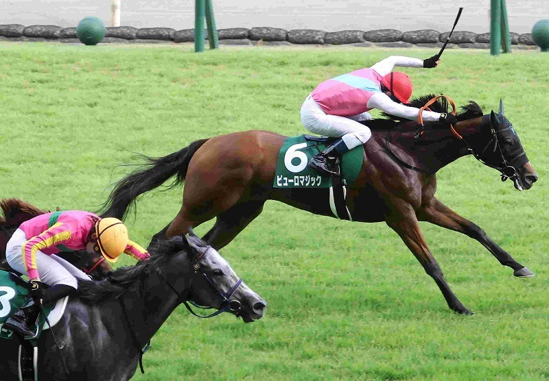 R7・アイビスサマーダッシュレースパネル ピューロマジック