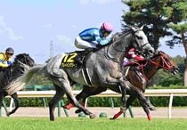 Ｒ7・朱鷺Ｓレースパネル　グレイイングリーン