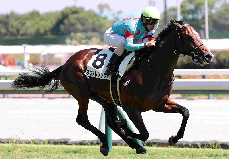 Ｒ7・メイクデビュー中京（8/31)6Rレースパネル　カヴァレリッツォ