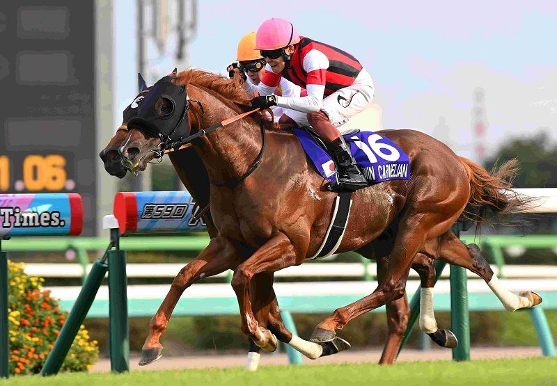 Ｒ7・スプリンターズSレースパネル　ウインカーネリアン