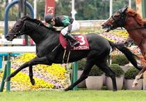 アグネスゴールド 週刊Gallop パネル アグネスゴールド 週刊Gallop パネル 競馬ブックネットSHOP