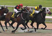 アグネスゴールド 週刊Gallop パネル アグネスゴールド 週刊Gallop パネル