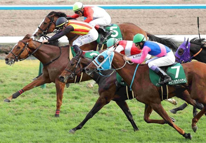 Ｒ7・ファンタジーSレースパネル　フェスティバルヒル