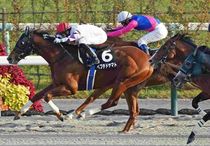 競馬,レース写真パネル | サンスポe-shop