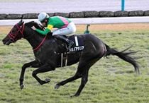 Ｒ7・秋明菊賞レースパネル　タガノアラリア