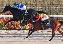 Ｒ7・シトリンSレースパネル　ムルソー