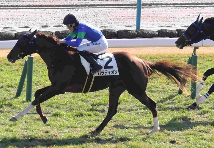 Ｒ7・メイクデビュー京都（11/30)6Rレースパネル　パラディオン