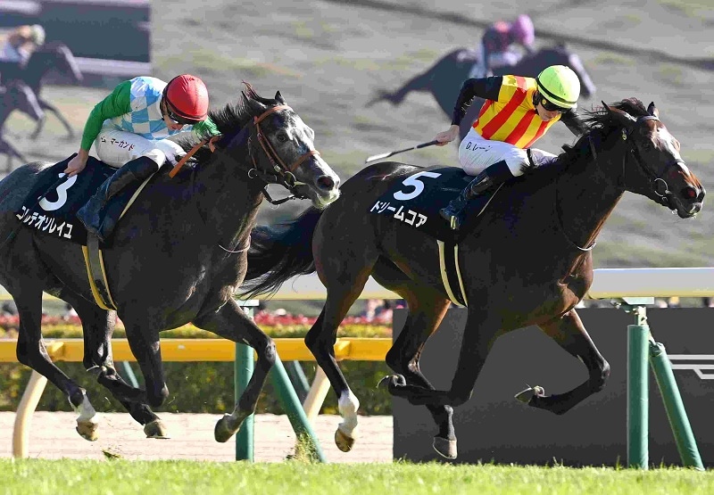 Ｒ7・ベゴニア賞レースパネル　ドリームコア